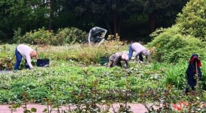 Ein Blick auf den Hansegarten und die fleißigen Pfleger:innen